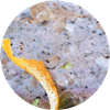 Terrine de canard aux pistaches
