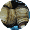 Aubergines roules