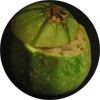 Courgette ronde farcie au risotto